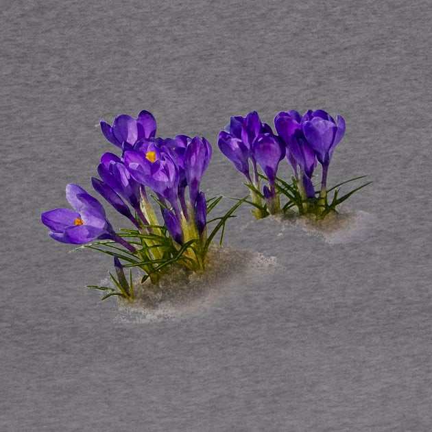 Crocus by ericamhf86